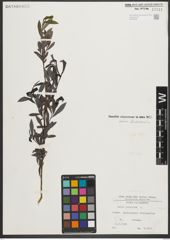 Foto von Salix purpurea L.